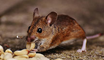 24 Hour & Emergency Exterminators in Orchard Heights, WA